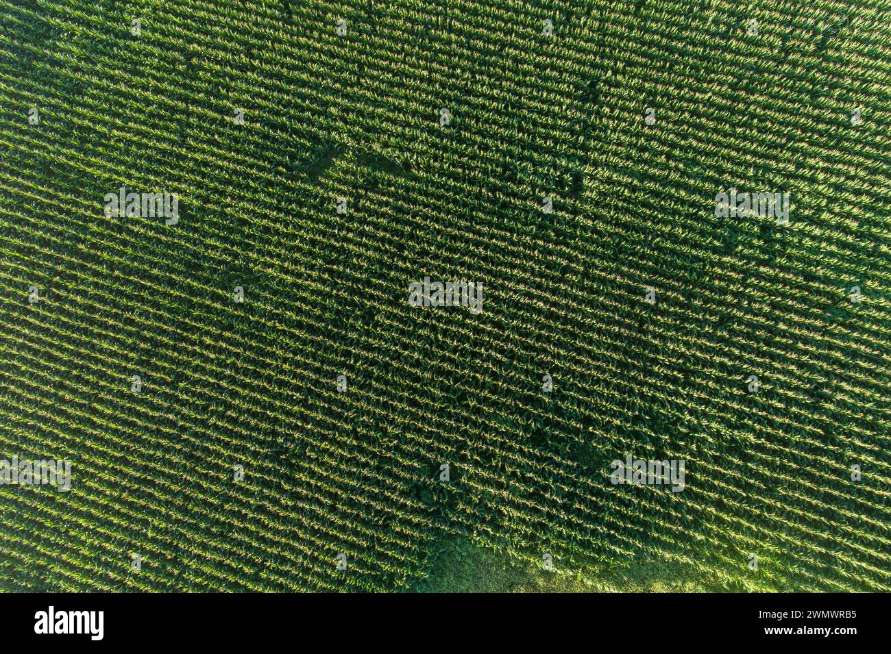 Maize field by drone hi-res stock photography and images - Alamy