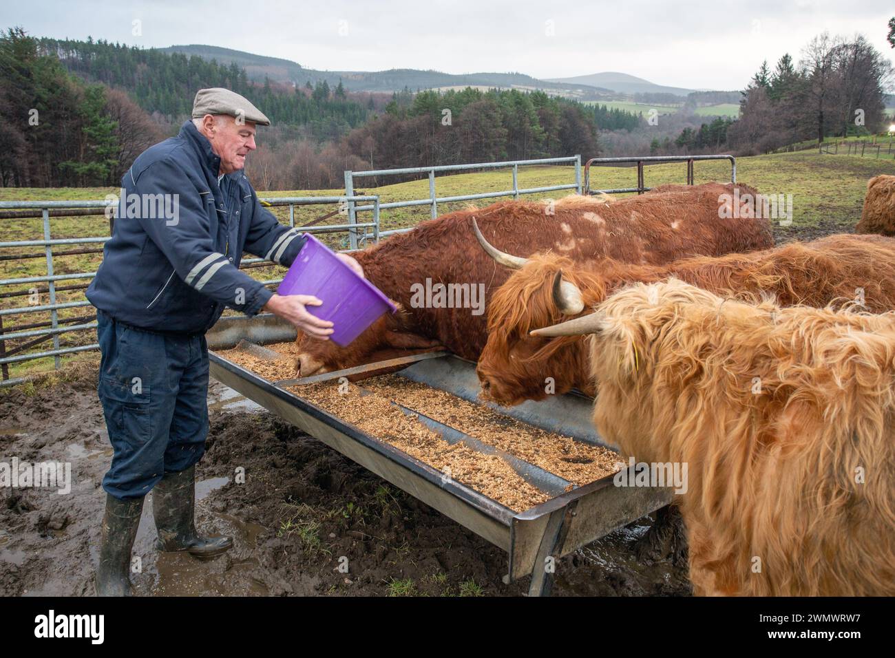 A farmer feeding Highland Cattle Stock Photo