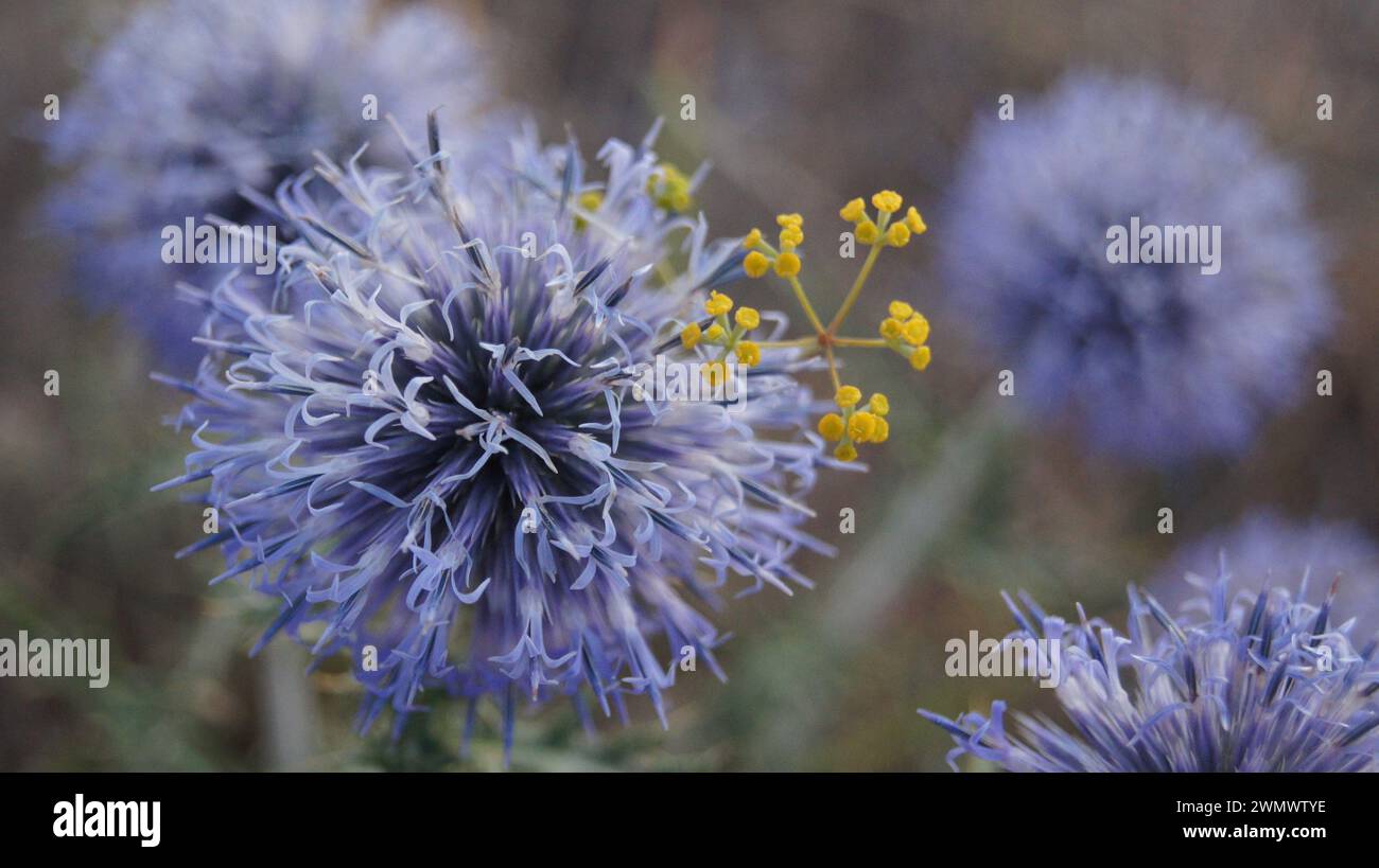 A field with blue Globularia flowers blooming among grass and soil Stock Photo