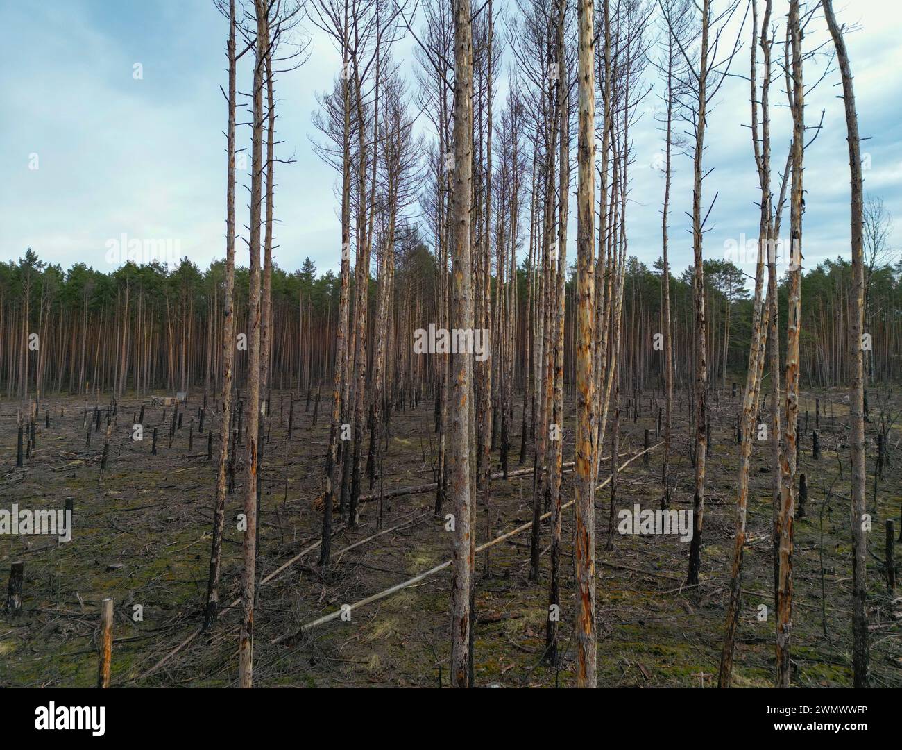 Beelitz, Germany. 16th Feb, 2024. View over a forest fire area from ...