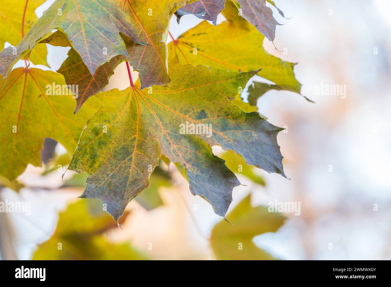 Maple branches with yellow leaves in autumn, in the light of sunset ...