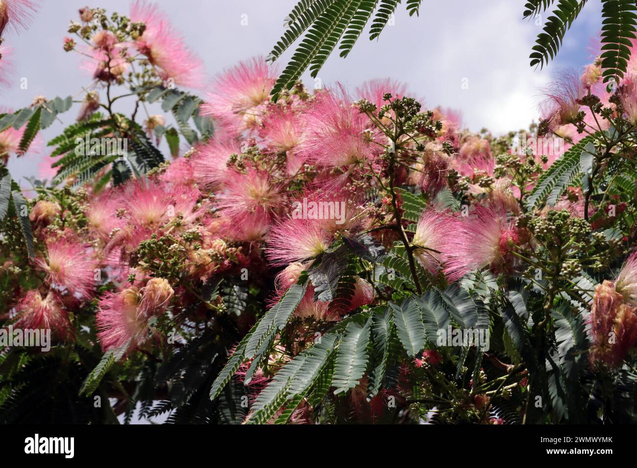 Seidenbaum Albizia Julibrissin Auch Seidenakazie Oder Schlafbaum seidenbaum-albizia-julibrissin-auch-seidenakazie-oder-schlafbaum