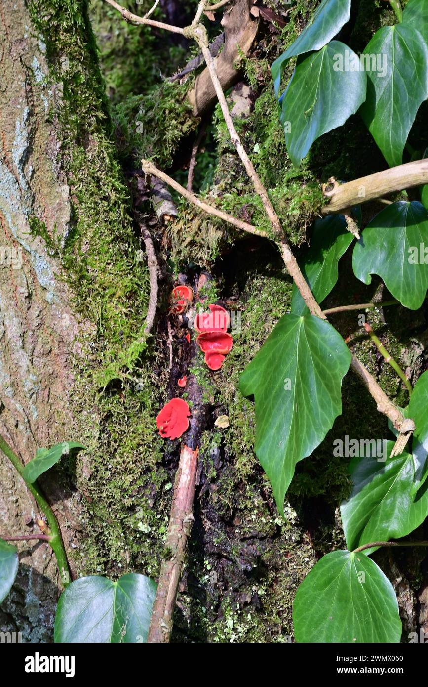 Around the UK -  Scarlet Elf Cup Fungus - A stroll around Withnell Fold Village, Chorley, Lancashire, UK Stock Photo