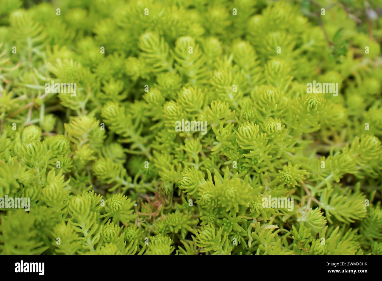 Natural background of small Sedum lineare, carpet sedum. Succulents plants. The leaves are green and slender. The ornamental plants for decorating in Stock Photo