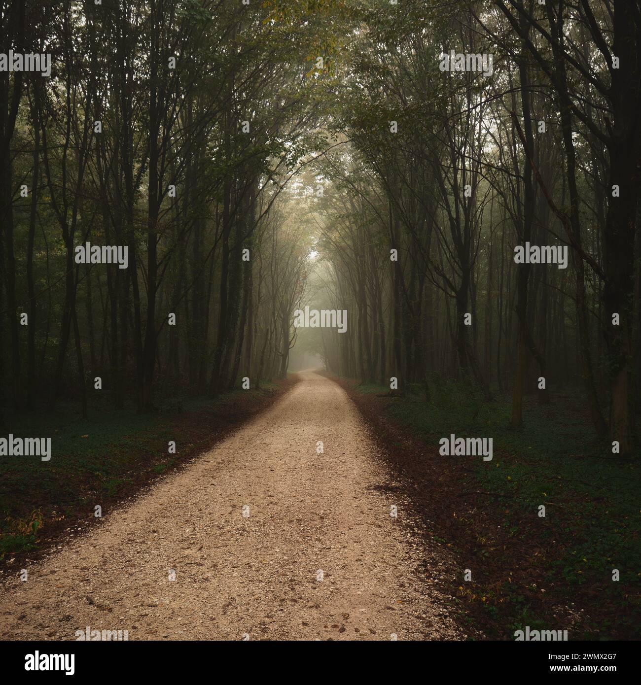 Empty road leading through leaf-covered forest Stock Photo