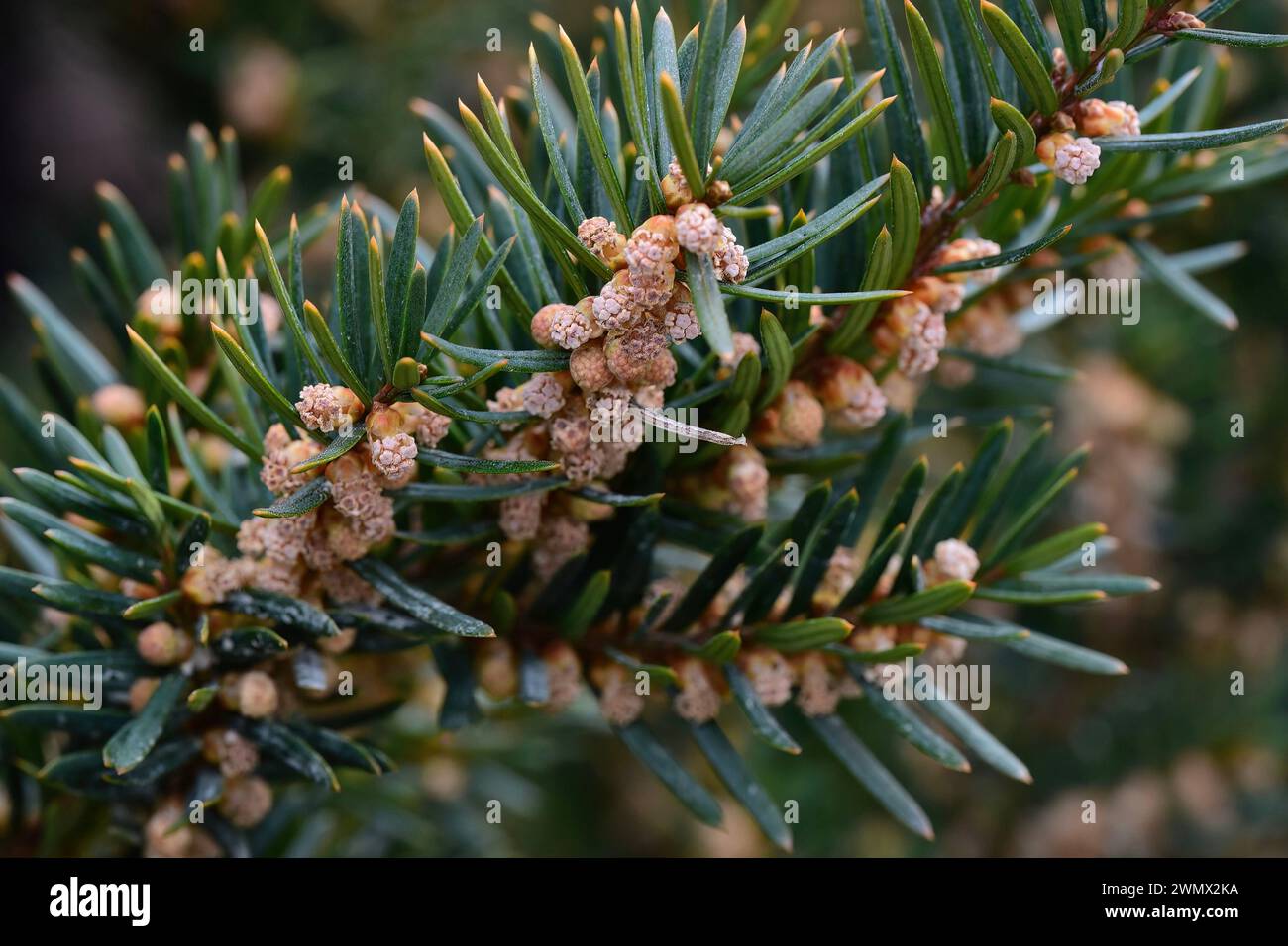 A close-up of Taxus cuspidata, also known as Spreading Yew or Japanese Yew Stock Photo