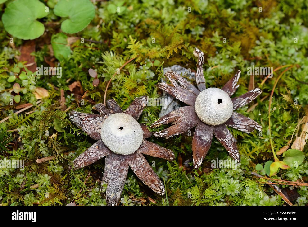 A closeup of Barometer Earth Star fungus (Astraeus hygrometricus