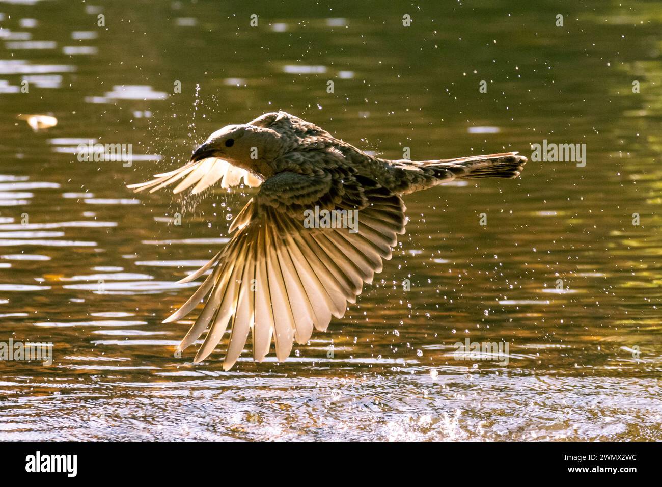 Great bowerbird in flight over water, Australia Stock Photo