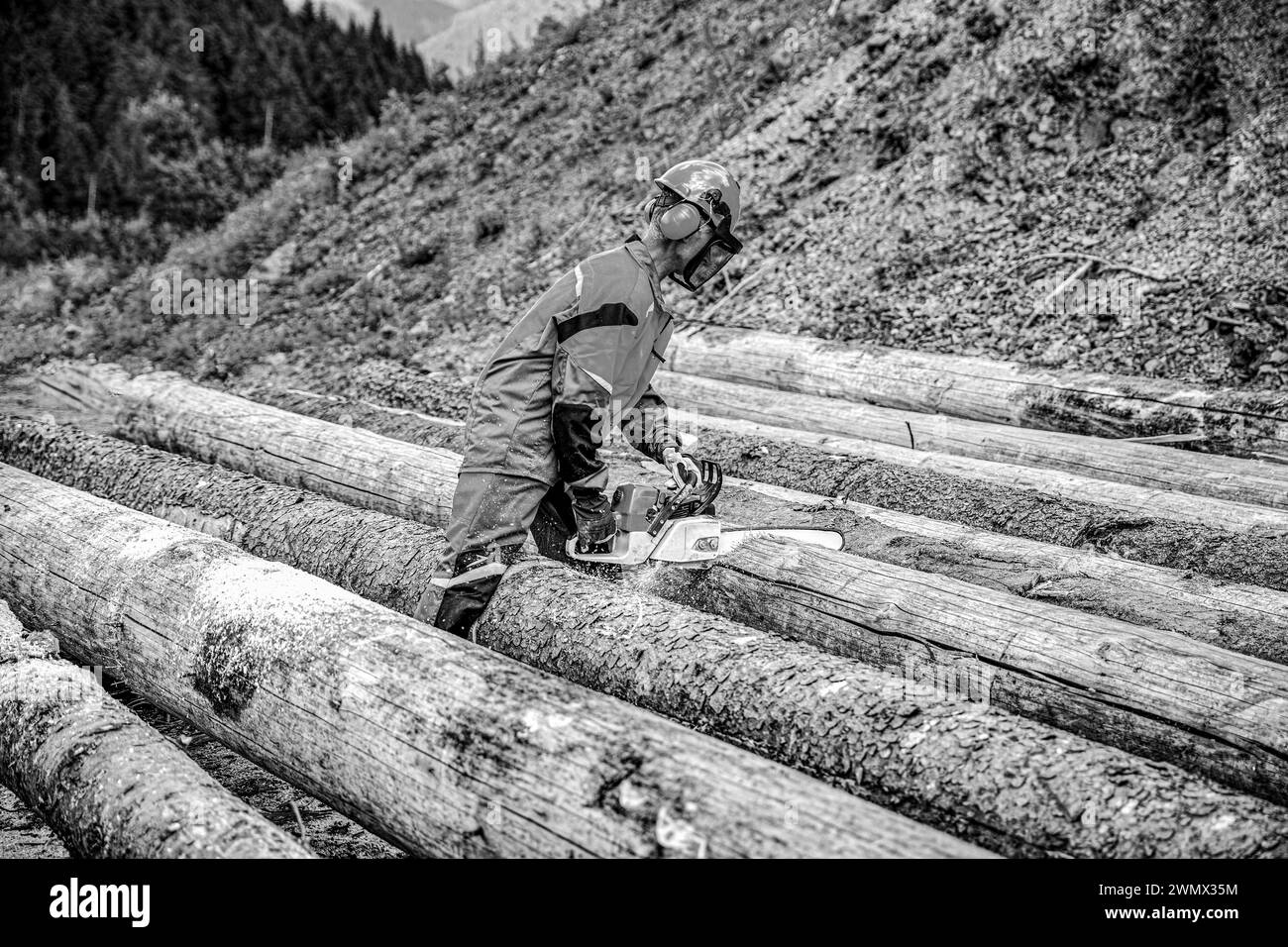 Deforestation, forest cutting concept. Woodcutter lumberjack is man