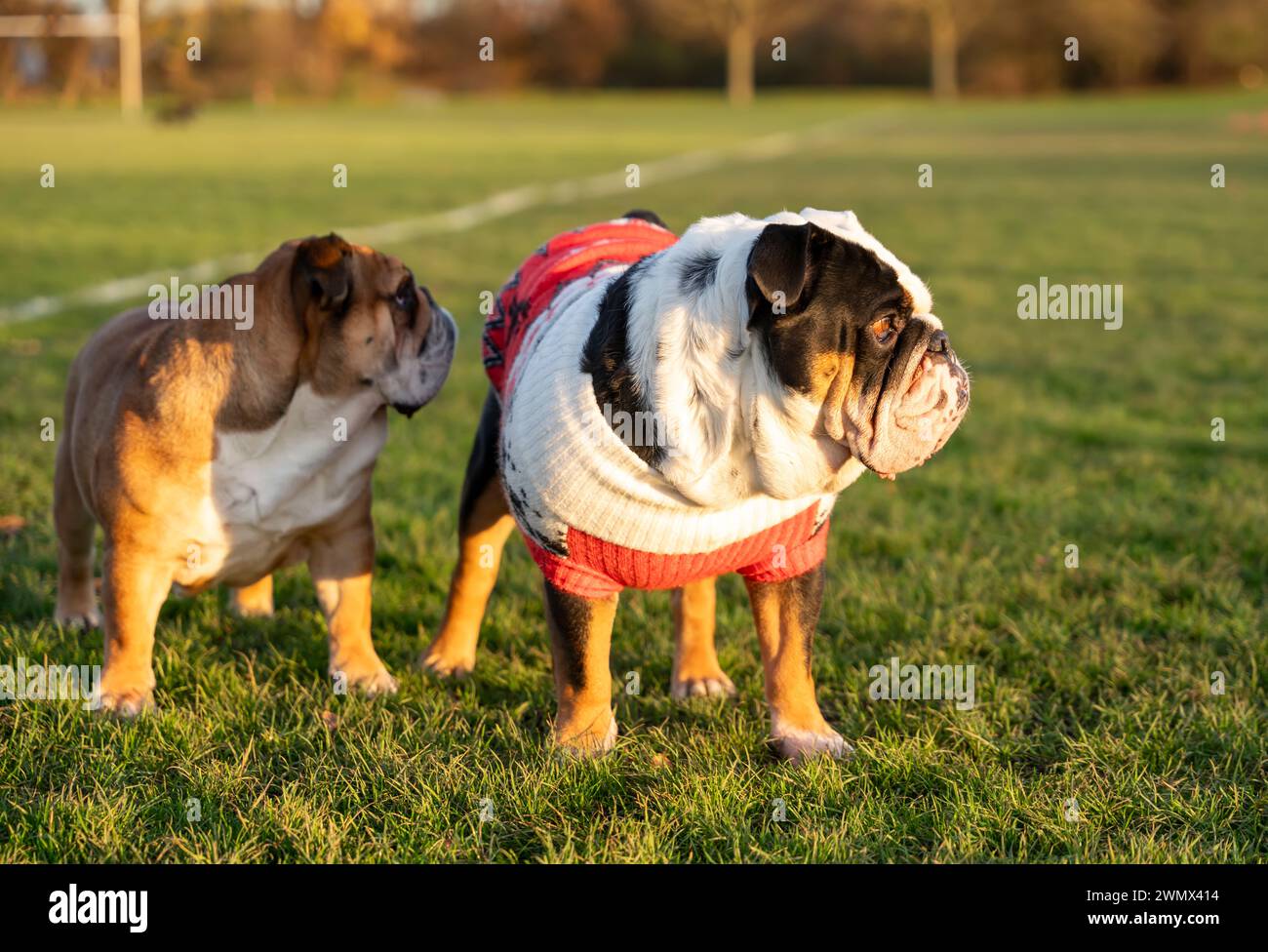 Black tri-color and red English British Bulldogs Dogs out for a walk looking up sitting in the grass in forest on Autumn sunny day at sunset Stock Photo