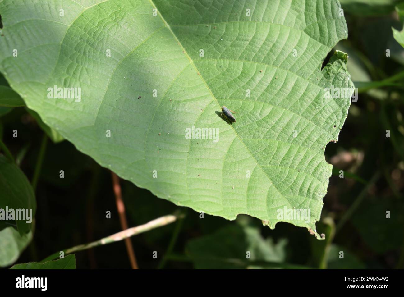 A tiny yellow eyed Leafhopper is perched on the surface of a large Kenda leaf (Macaranga peltata) in a wild area Stock Photo