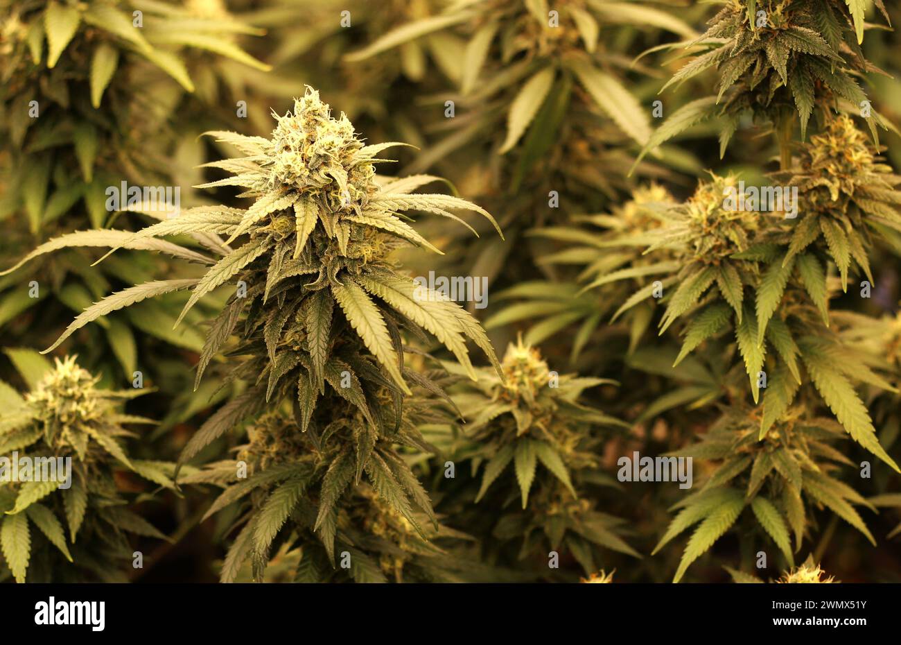 Vivid cannabis plant featuring lush foliage and flowering buds, a testament to its natural beauty and potential Stock Photo
