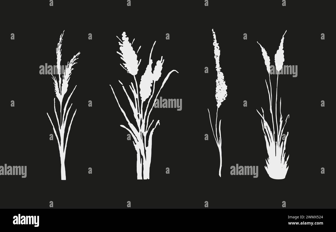 Black grass graphic silhouette.Image of a monochrome reed,grass or bulrush on a white background.Isolated vector drawing. Stock Vector