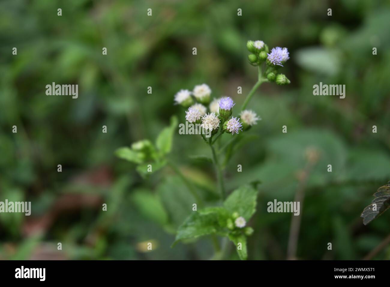 A cluster of small white flowers bloom on a Billygoat weed (Ageratum conyzoides) in a lawn area Stock Photo