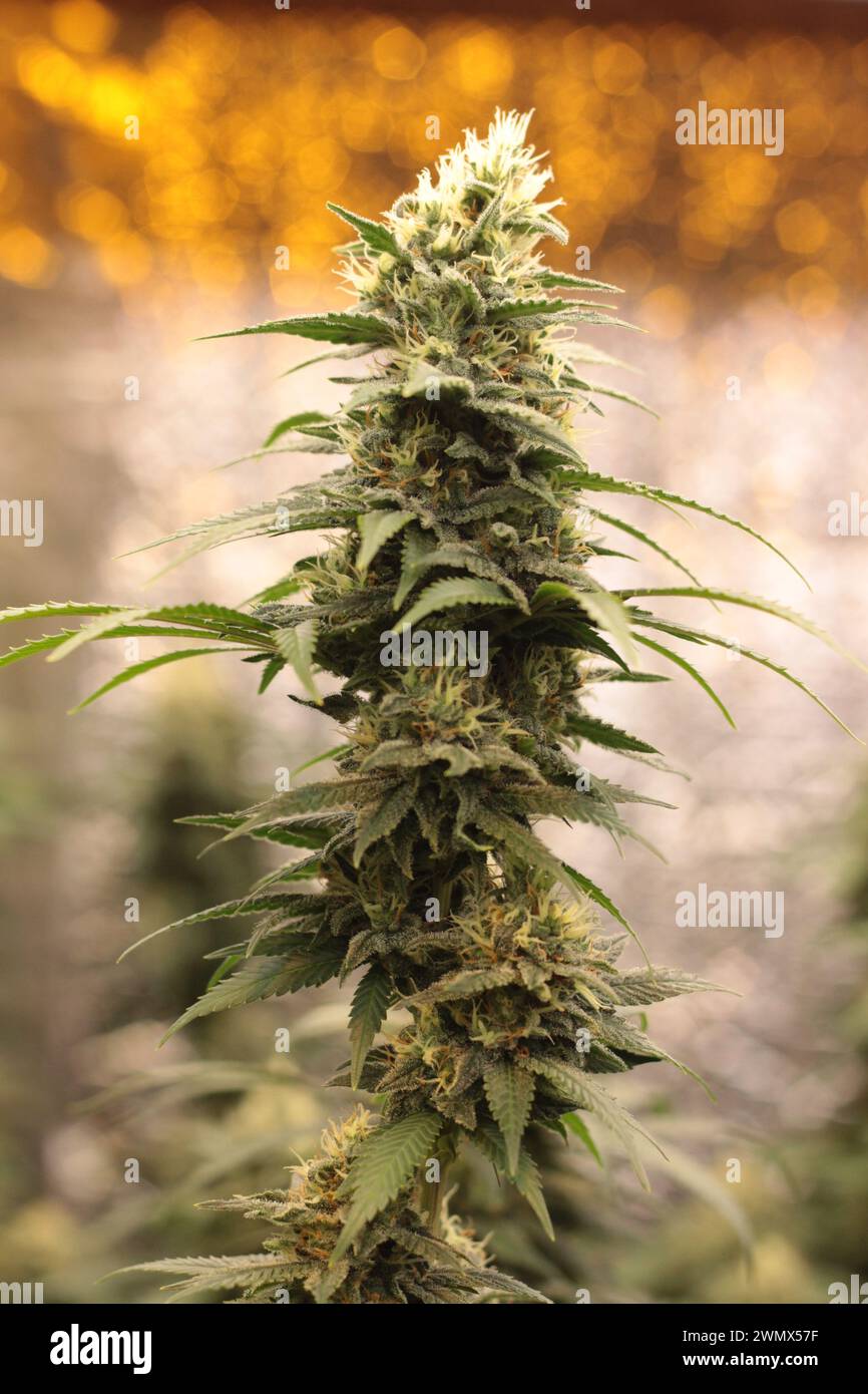 Vivid cannabis plant featuring lush foliage and flowering buds, a testament to its natural beauty and potential Stock Photo