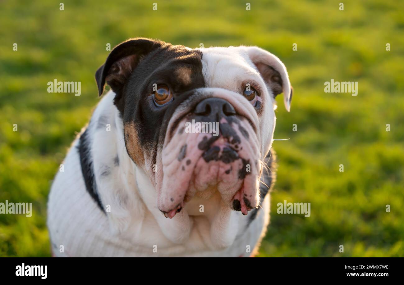 Black tri-color funny sad English British Bulldog Dog out for a walk ...