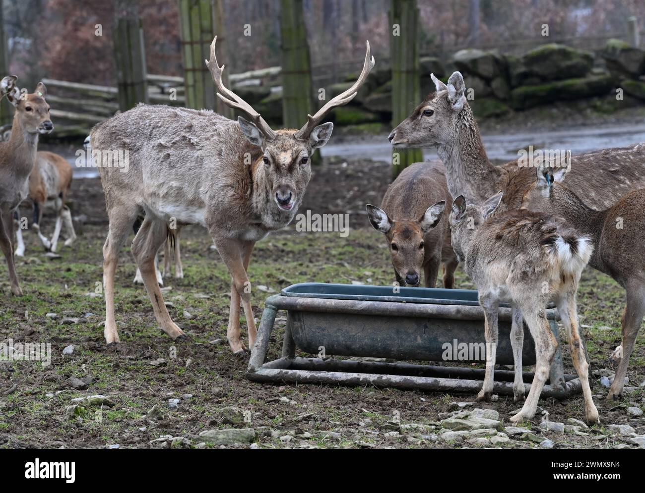 Olomouc, Czech Republic. 28th Feb, 2024. Persian fallow deer (Dama mesopotamica) is seen at the Olomouc Zoo, Czech Republic, on February 28, 2024. Credit: Ludek Perina/CTK Photo/Alamy Live News Stock Photo