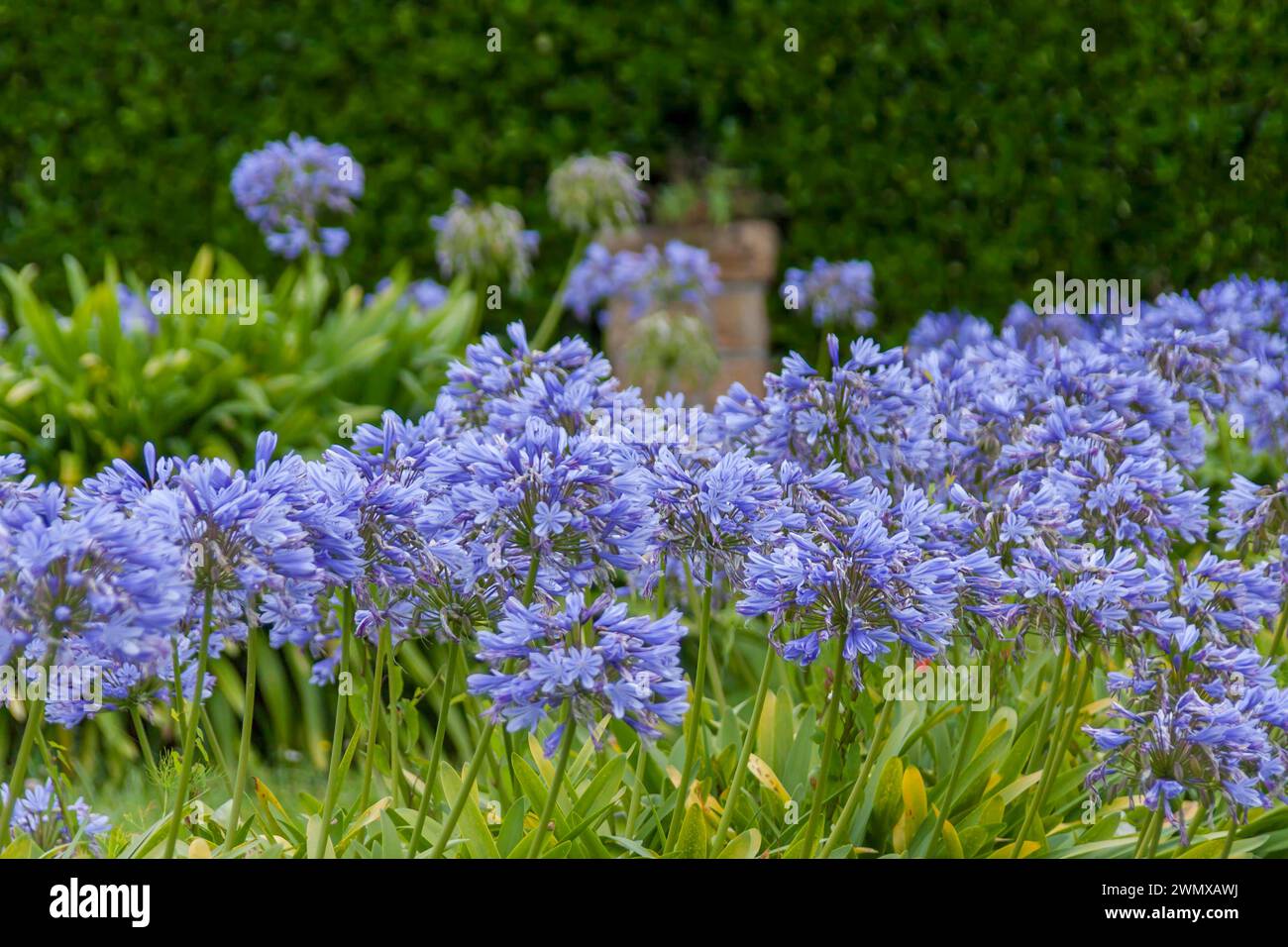 Lilies of the nile (Agapanthus), Brittany, France Stock Photo
