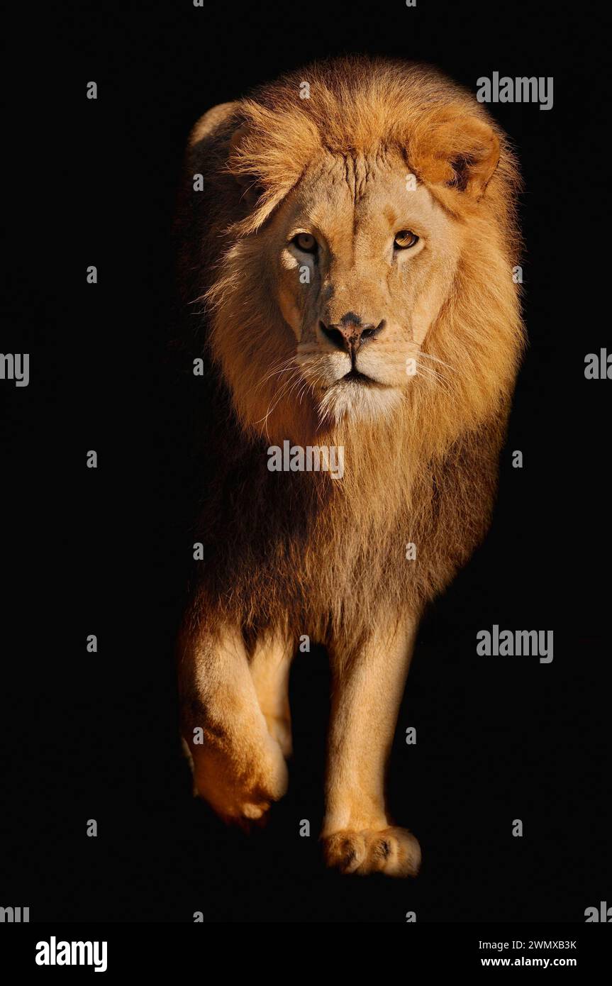 African lion in captivity hi-res stock photography and images - Alamy