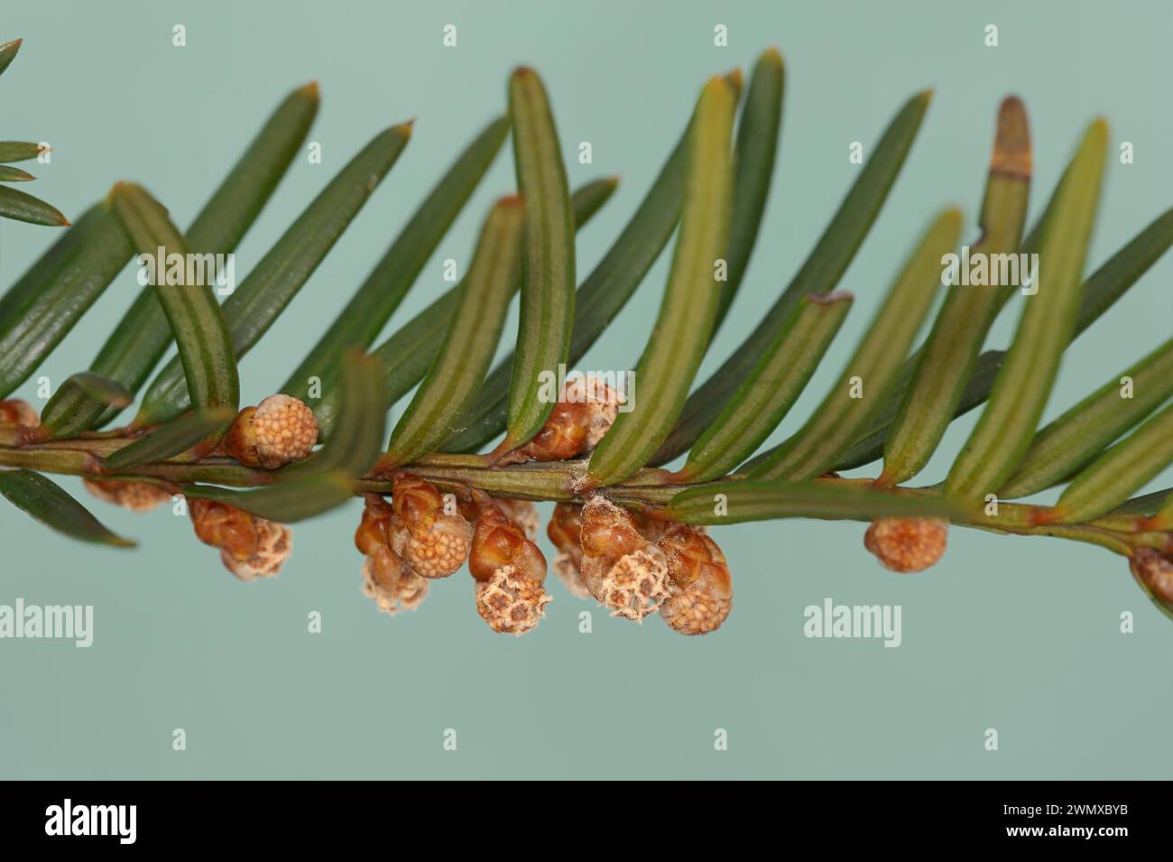 English yew (Taxus baccata), branch with male flowers, North Rhine-Westphalia, Germany Stock Photo