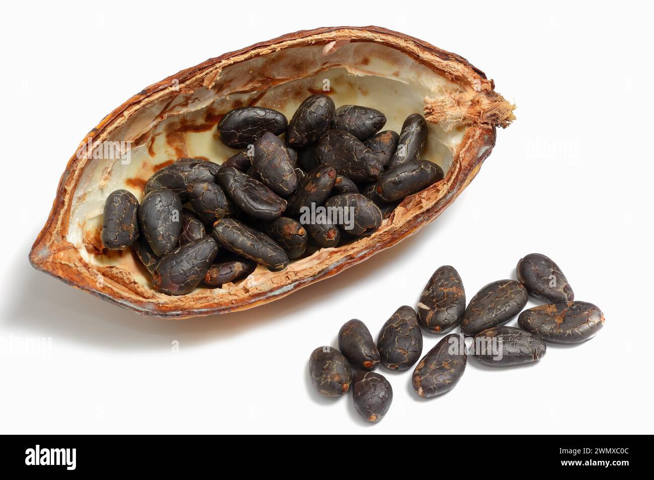 Cocoa tree (Theobroma cacao), halved cocoa fruit with cocoa beans Stock Photo