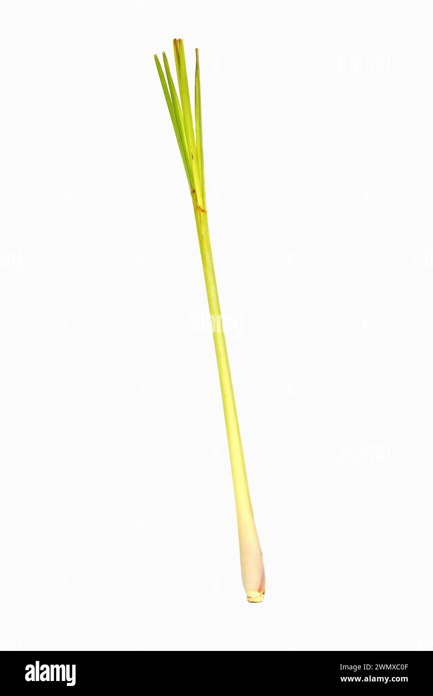 Lemongrass or West Indian lemongrass (Cymbopogon citratus, Andropogon citratus) Stock Photo