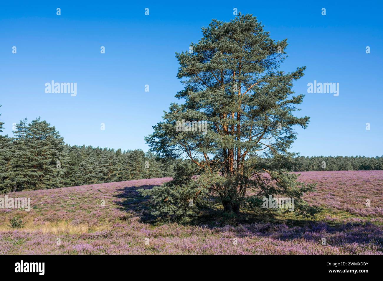 Heath landscape, flowering common heather (Calluna vulgaris), Scots pine (Pinus sylvestris), blue sky, Lueneburg Heath, Lower Saxony, Germany Stock Photo
