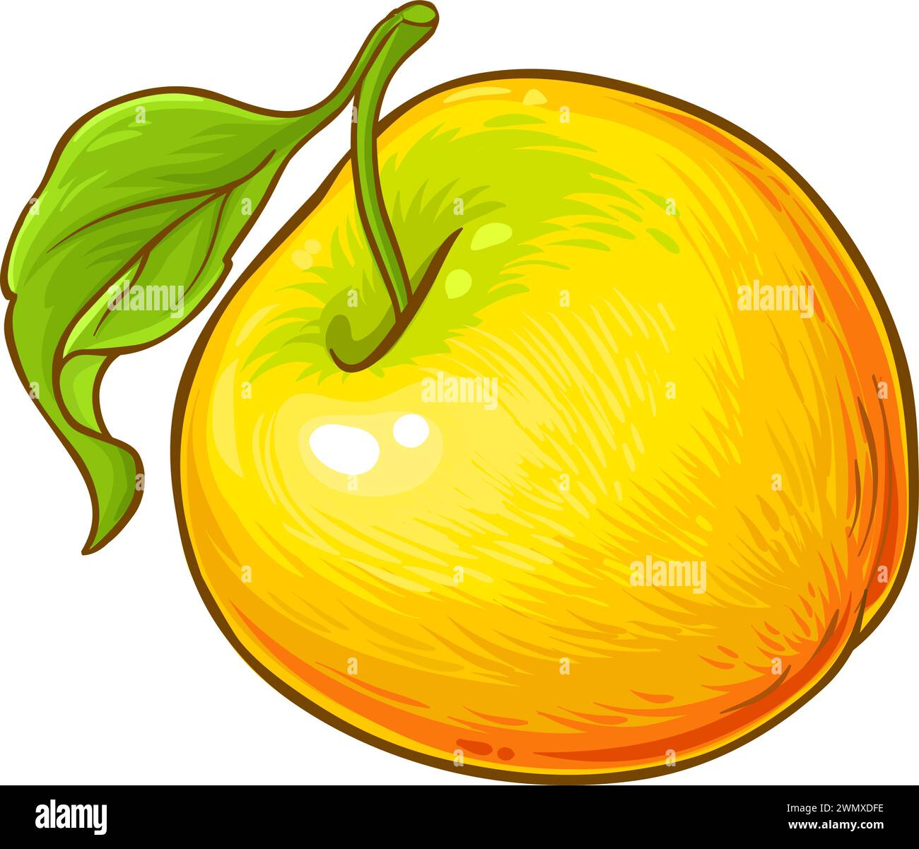 Apple Fruit Colored Detailed Illustration Stock Vector Image & Art - Alamy