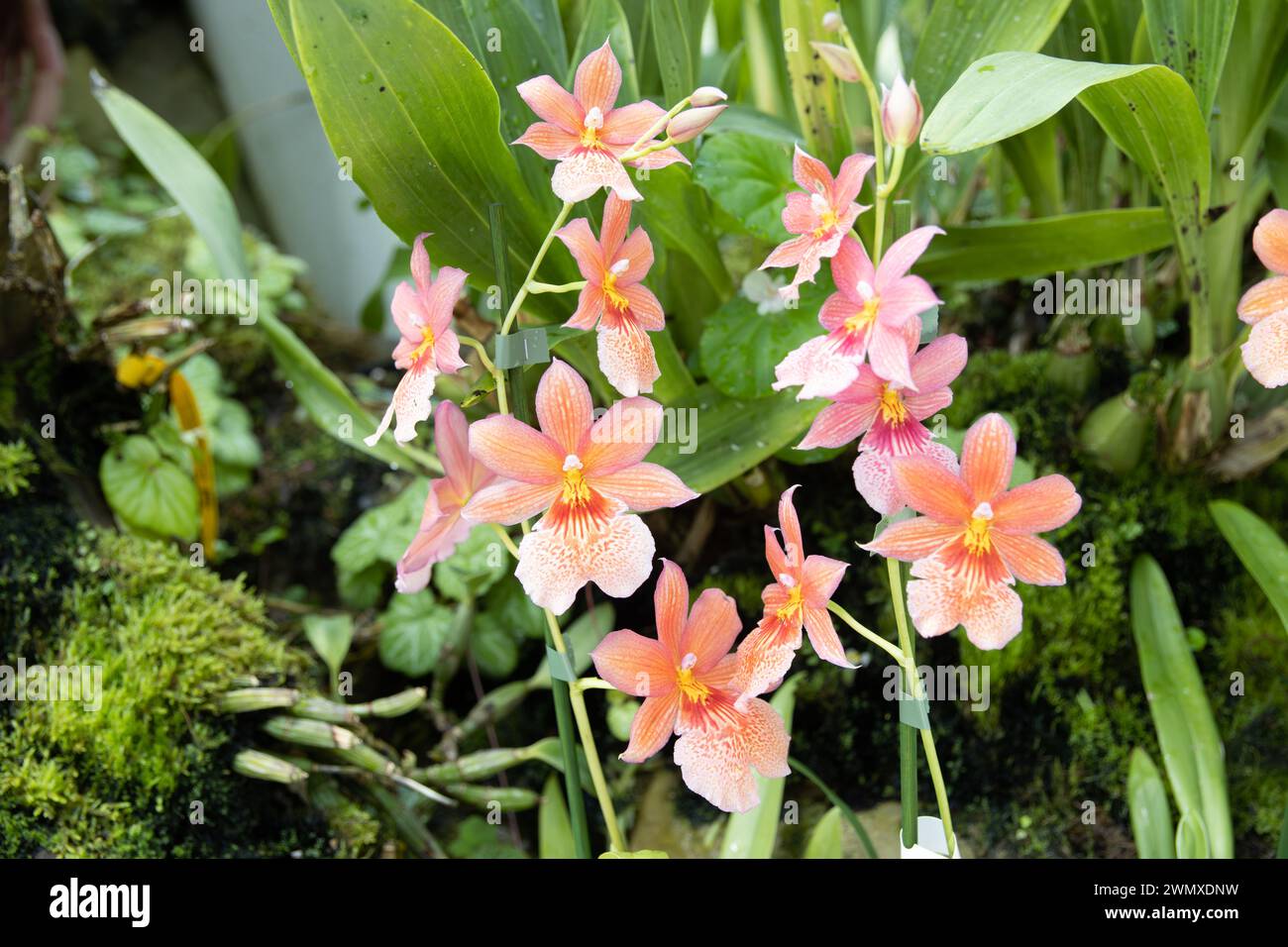 Stunning Orchid Plant Hi res Stock Photography And Images Alamy