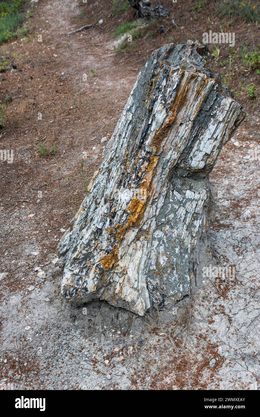Standing fossilised tree trunk with distinctive grain and colour stripes, Petrified Forest, Lefkimis, Eastern Macedonia and Thrace, Greece Stock Photo