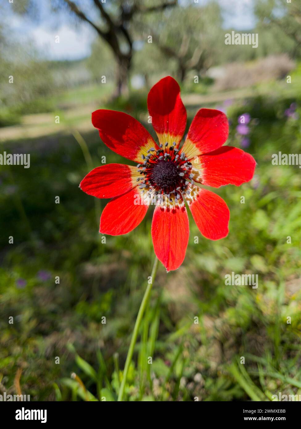 Close-up of a bright red flower with green grass in the background, peacock anemone (Anemone pavonina), genus Anemone, family Ranunculaceae Stock Photo