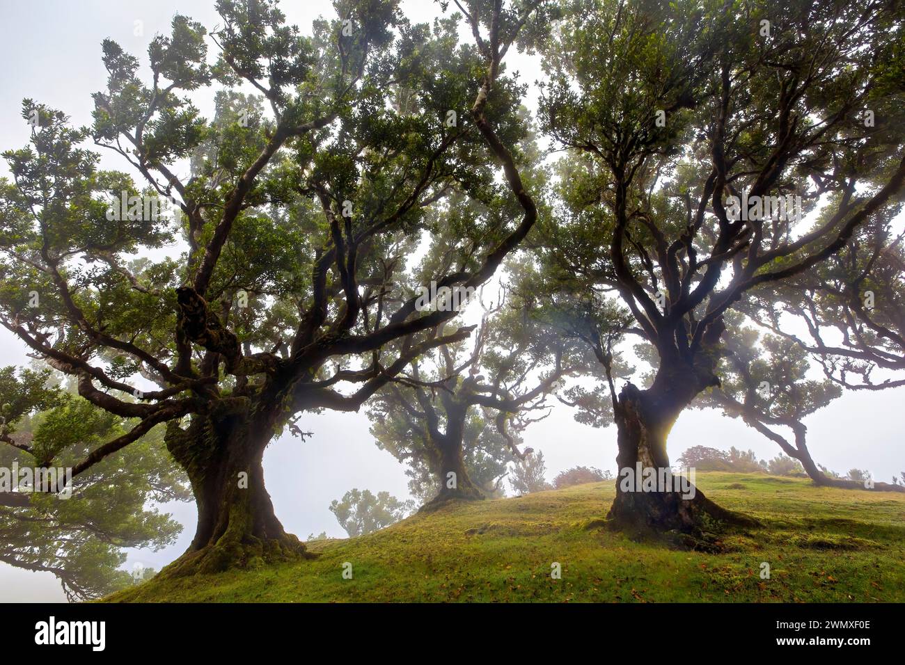 Mystisch anmutende Baeume im Nebel auf einer gruenen Wiese, Lorbeerwald, Fanal, Madeira Stock Photo
