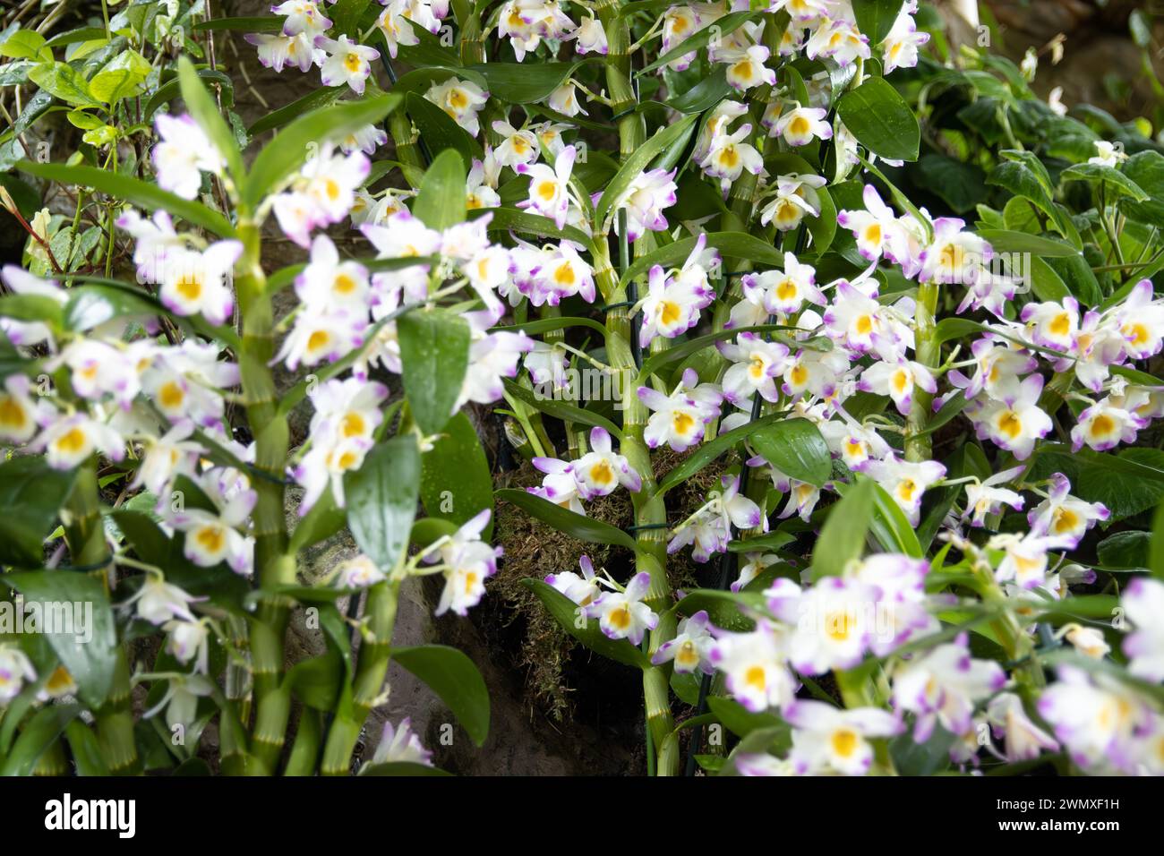 Orchid botanical hi-res stock photography and images - Alamy