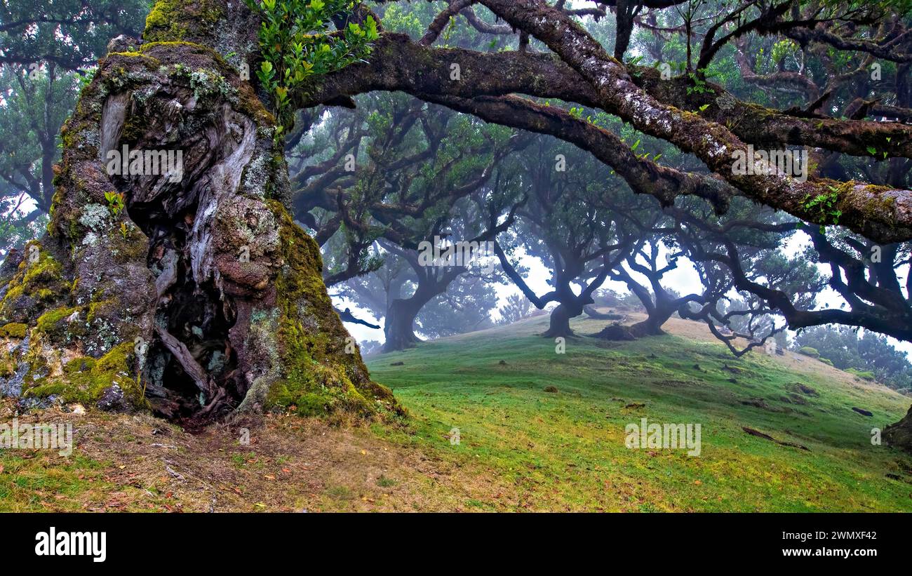 Ein moosbedeckter alter Baum in einer nebligen und mystisch wirkenden Landschaft, Lorbeerwald, Fanal, Madeira Stock Photo