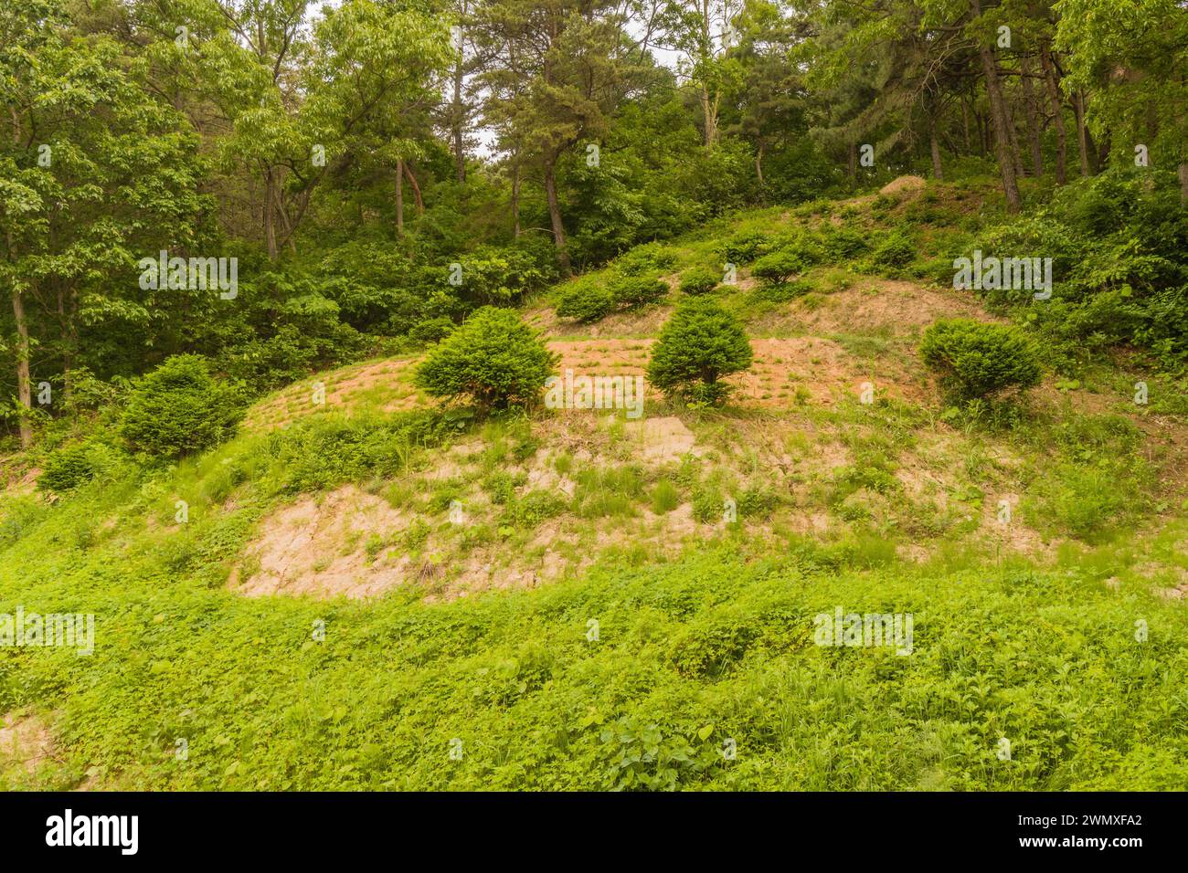 Eroded hill with sparse coniferous trees and undergrowth, in Daejeon South Korea Stock Photo