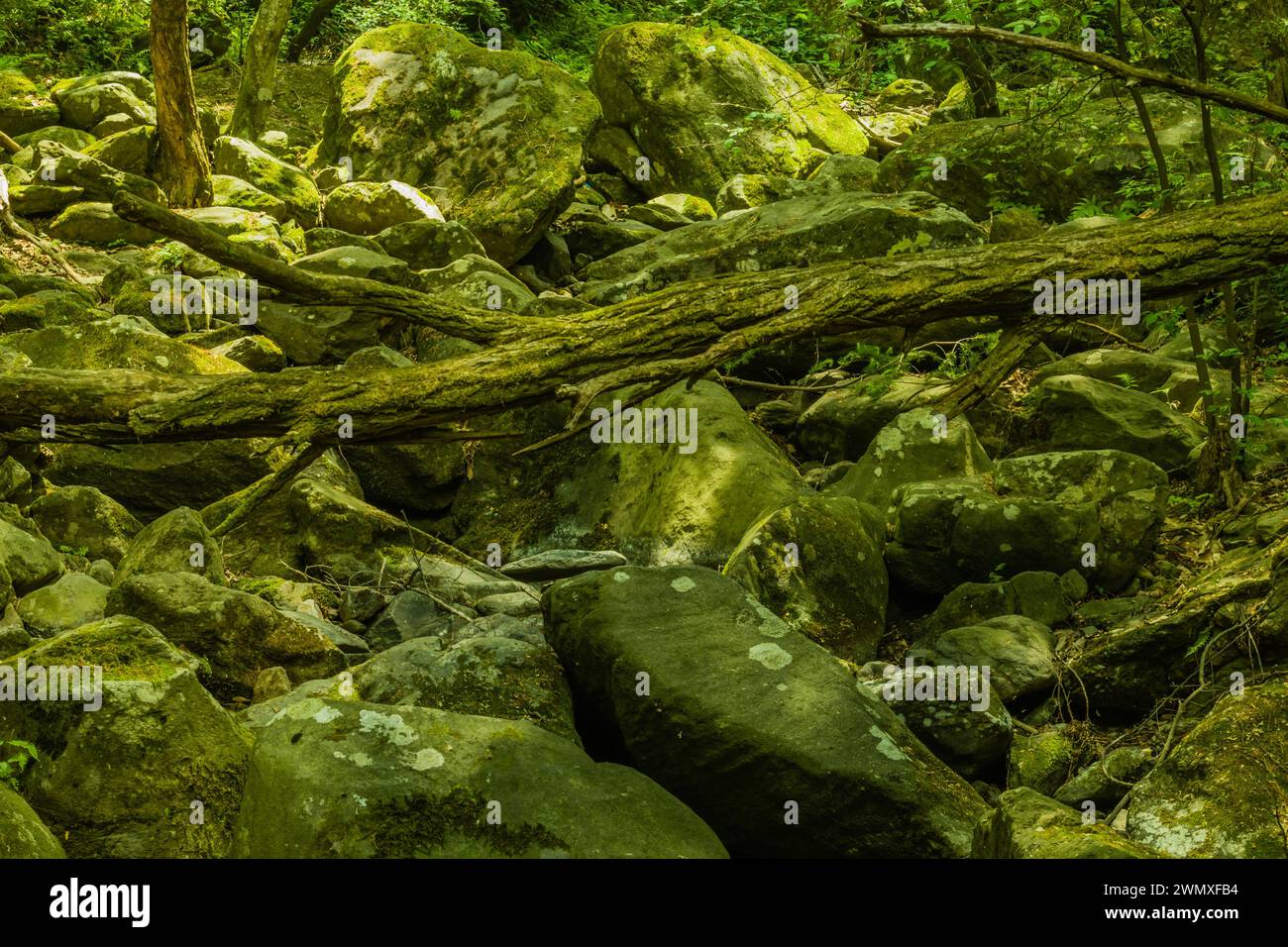 Moss asia forest floor hi-res stock photography and images - Alamy