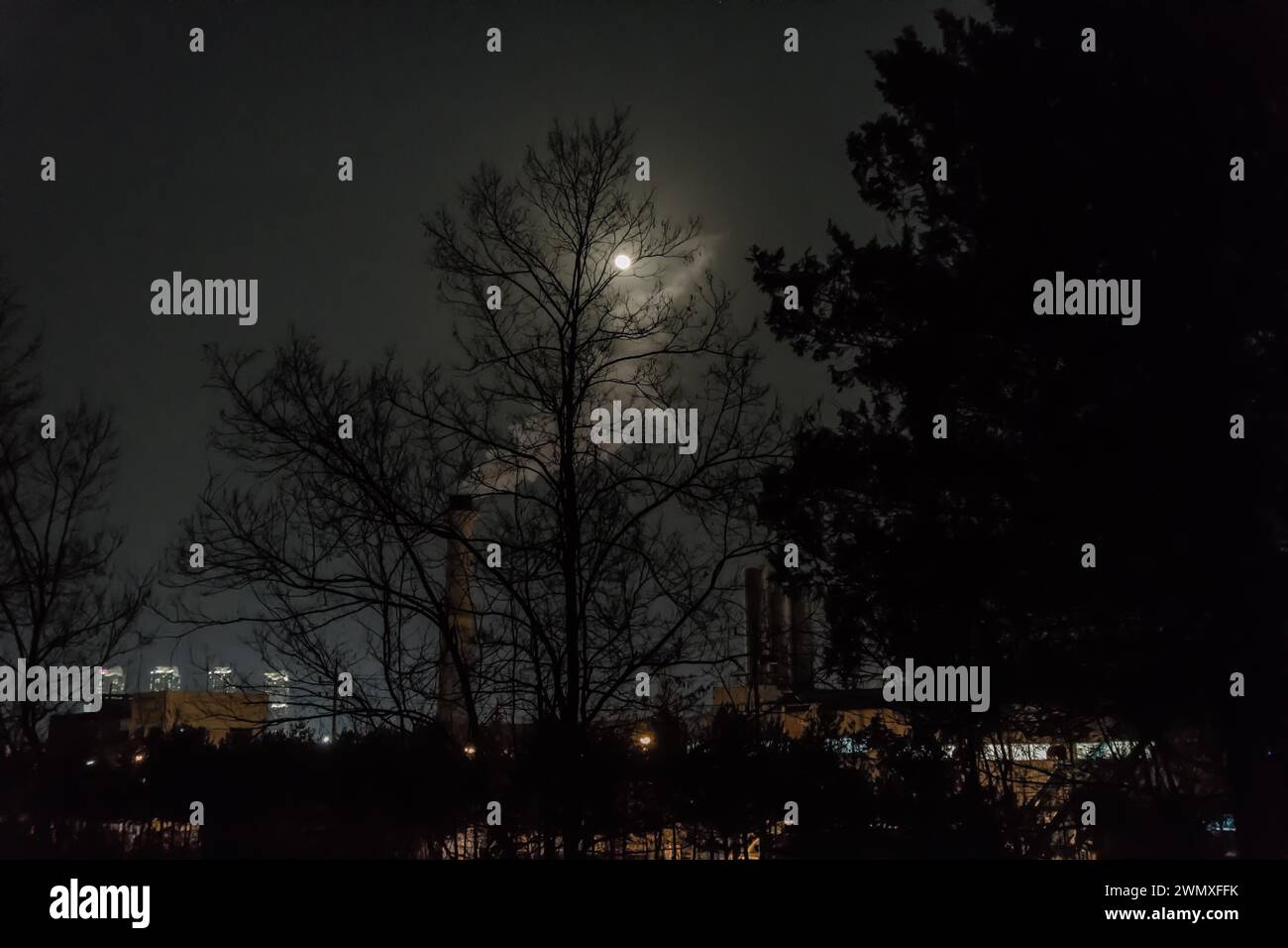 Moon behind tree hi-res stock photography and images - Alamy