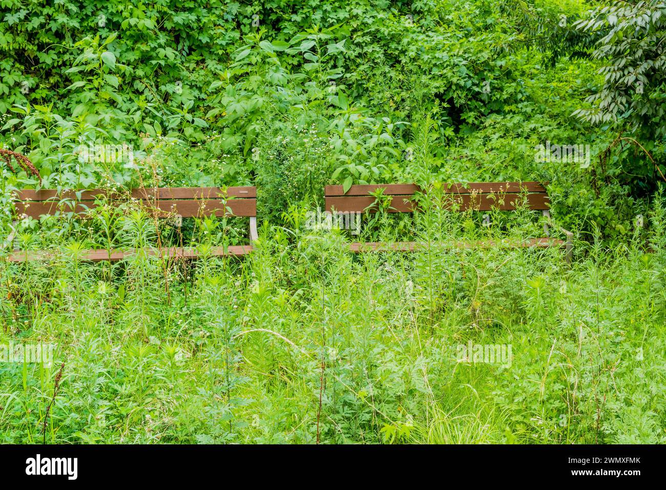 Wooden park benches barely visible in overgrown grass and weeds in South Korea Stock Photo