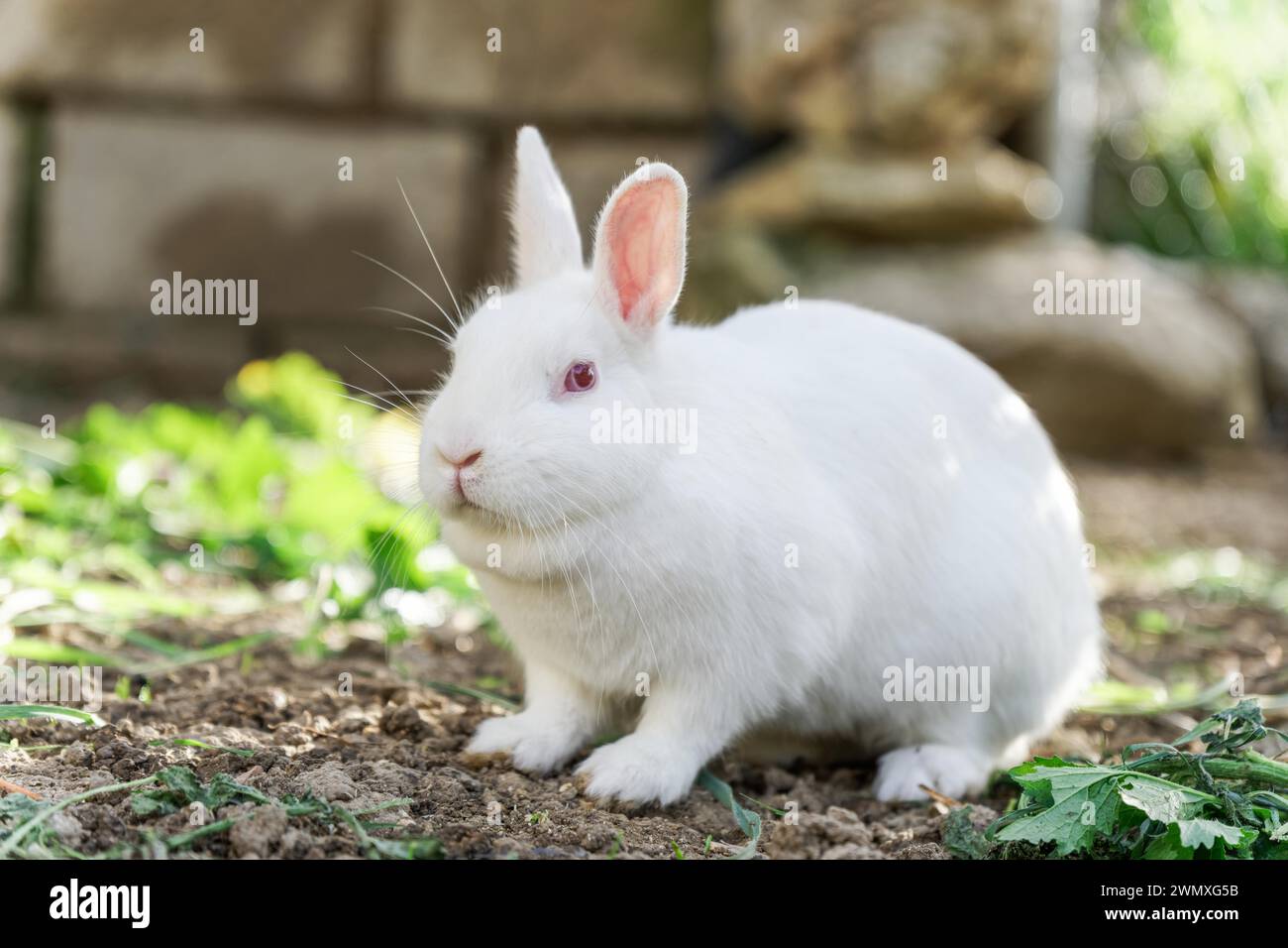 Close-up of a white rabbit on a farm eating vegetables Stock Photo