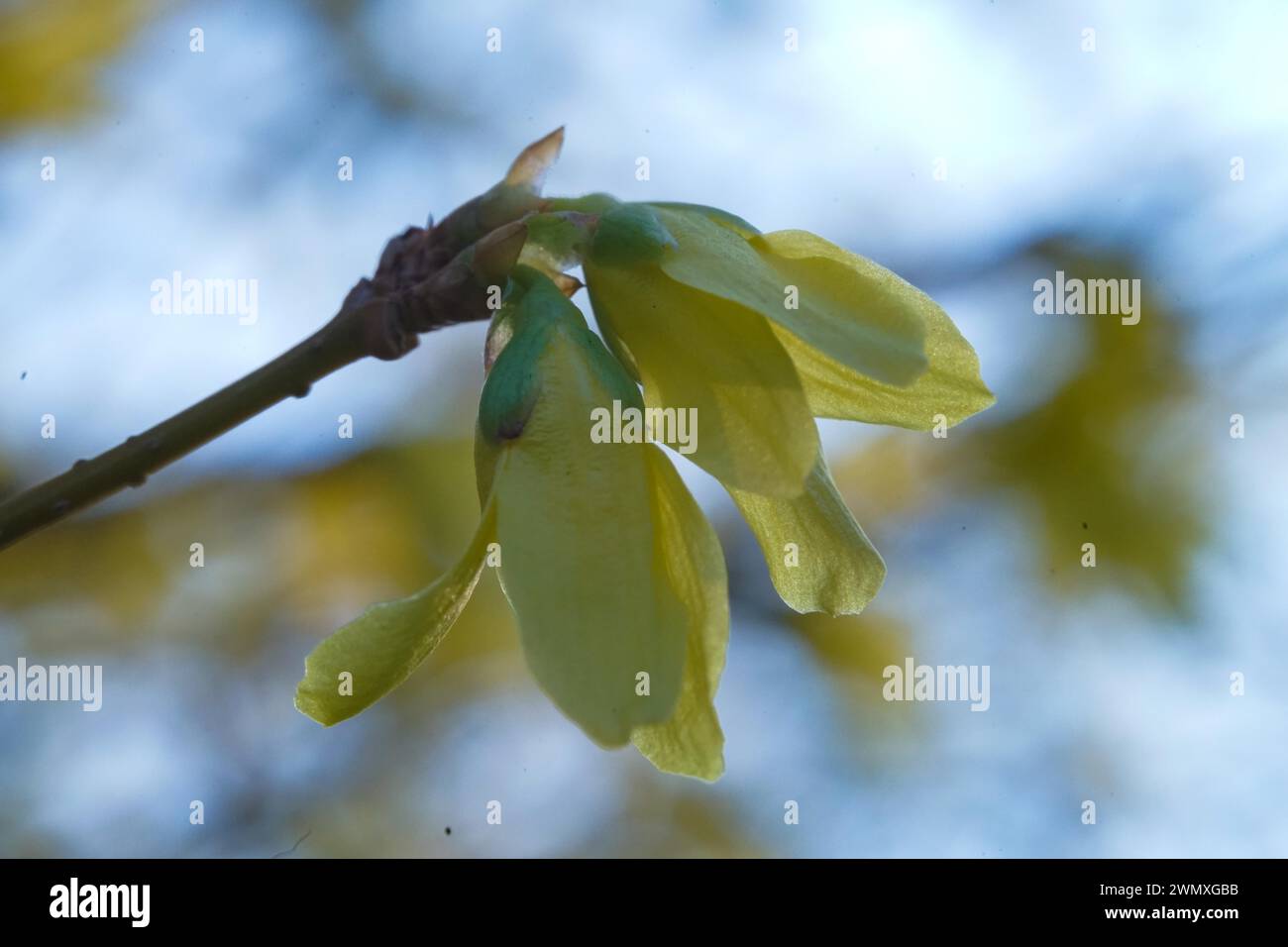 Macro shot of a yellow flower on a branch with a blurred blue-green background Forsythia Oleaceae Stock Photo