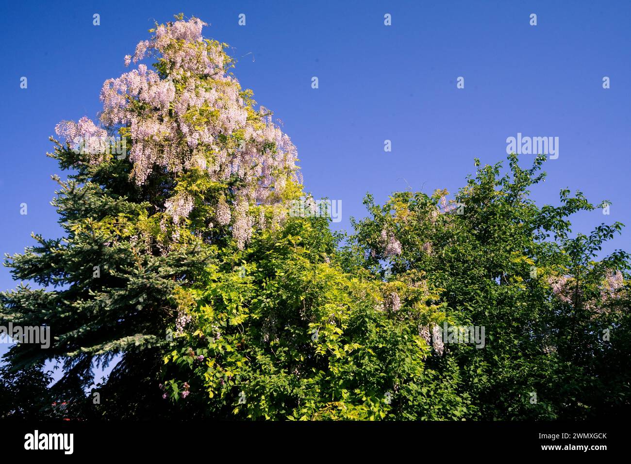 Flowering trees under a clear blue sky on a sunny day wisterias (Wisteria) on spruce Picea Stock Photo