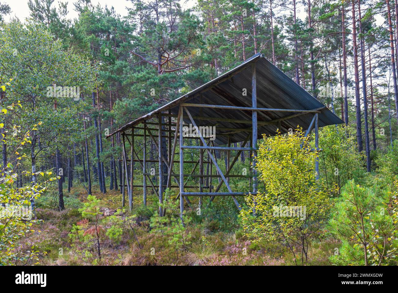 Old barn for peat in a pine woodland on a peat bog, Sweden Stock Photo