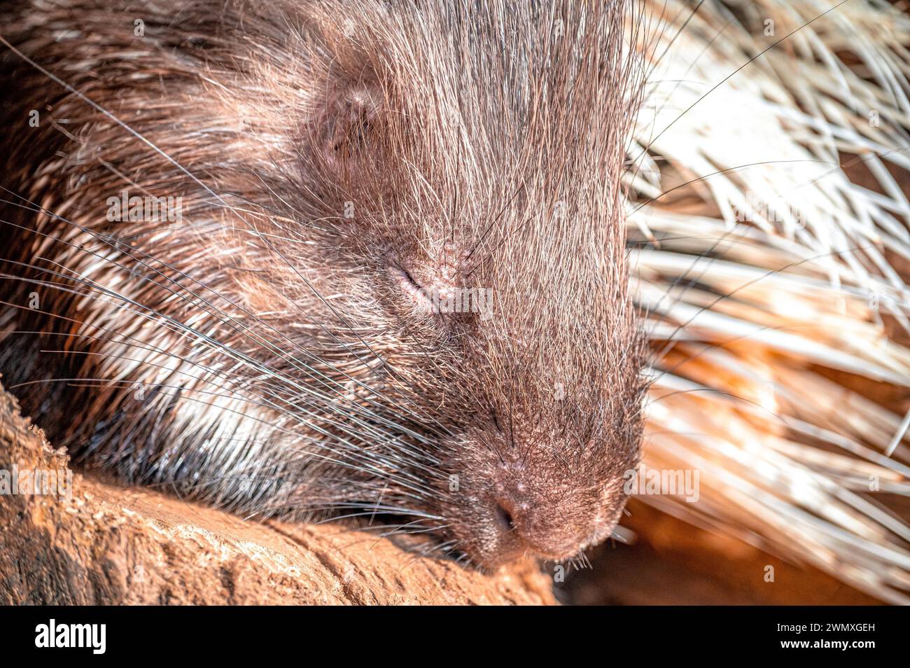 Face of a sleeping old world porcupine (Hystricidae), Eisenberg, Thuringia, Germany Stock Photo