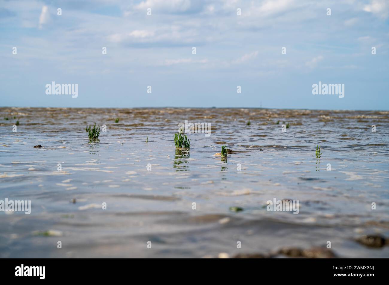 Green plant sprouting from the shallow water of the Wadden Sea under a cloudy sky, Queller, Salicornia europaea, Wangerland, Lower Saxony Stock Photo