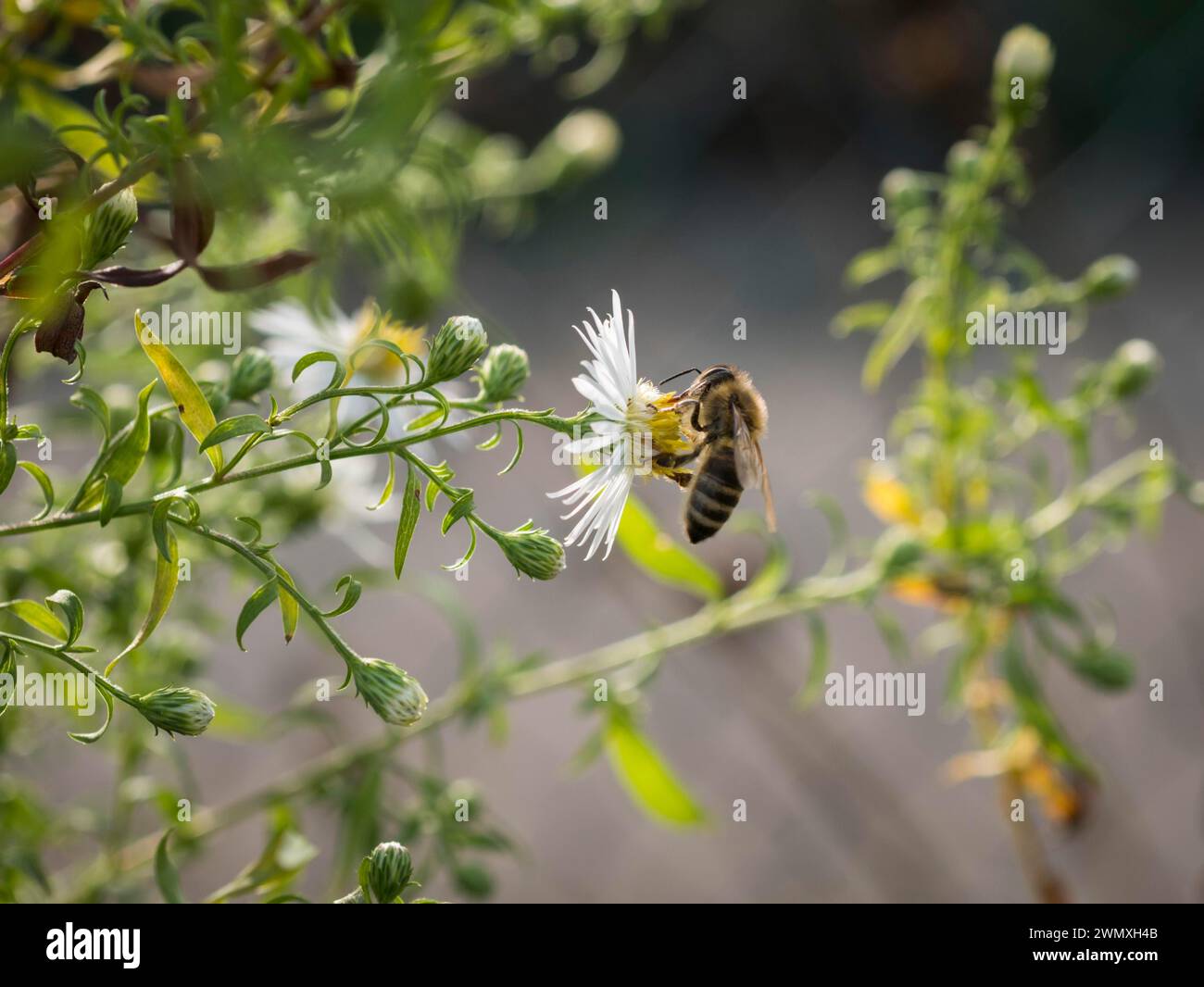 Biene, Strahlenaster (Callistephus chinensis), weiss, Spaetsommer, Garten, Lueneburg, Niedersachsen, Deutschland Stock Photo
