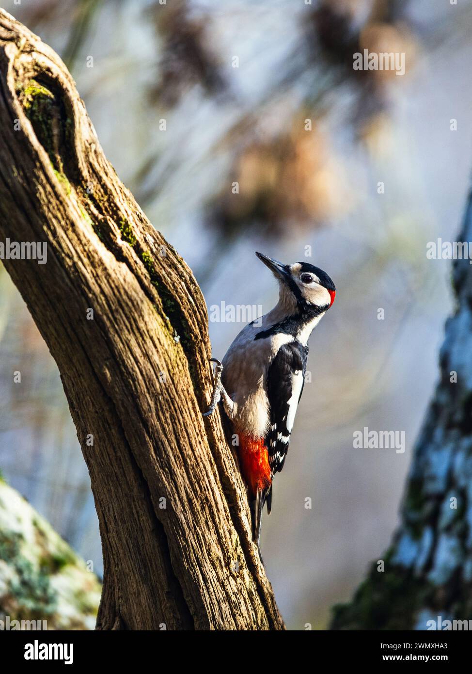 Male of Great Spotted Woodpecker, Dendrocopos major, bird in forest at winter sun Stock Photo