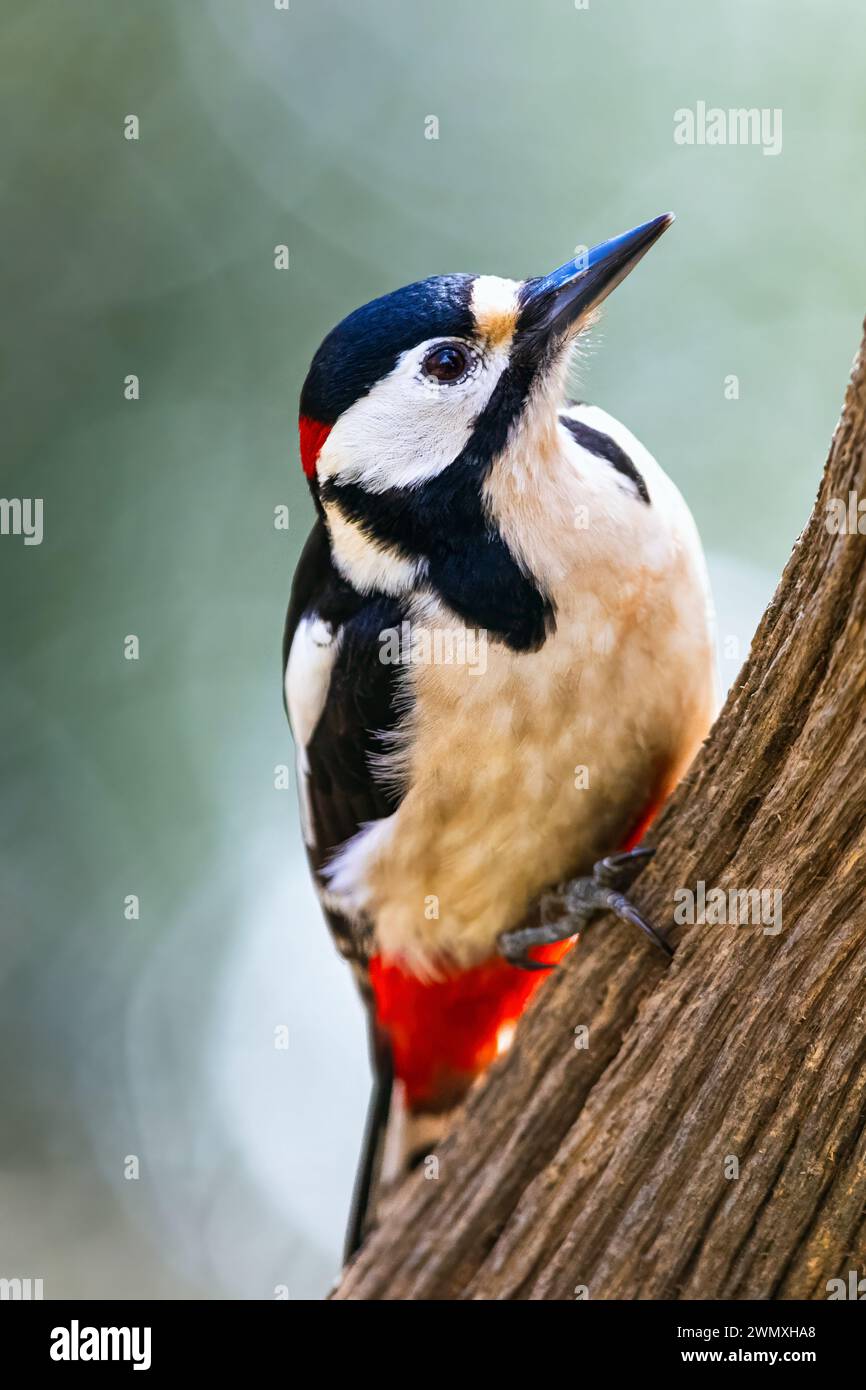 Male of Great Spotted Woodpecker, Dendrocopos major, bird in forest at winter sun Stock Photo