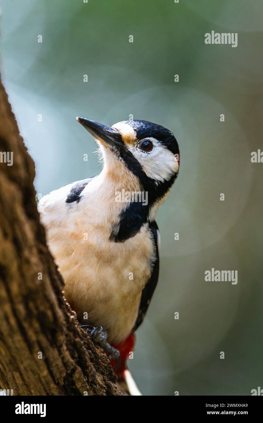 Male of Great Spotted Woodpecker, Dendrocopos major, bird in forest at winter sun Stock Photo