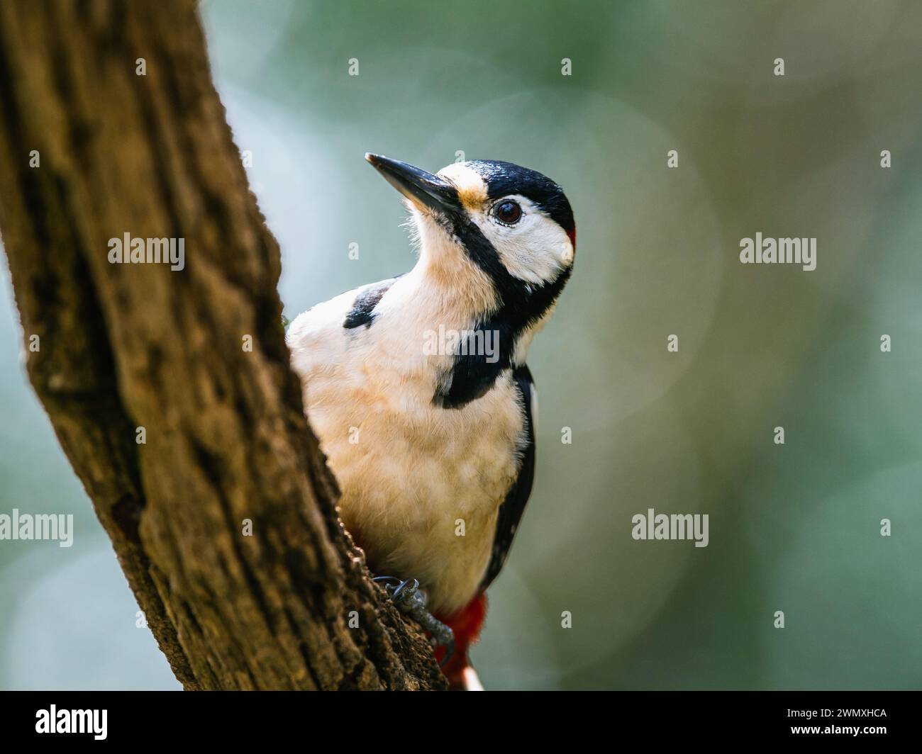 Male of Great Spotted Woodpecker, Dendrocopos major, bird in forest at winter sun Stock Photo
