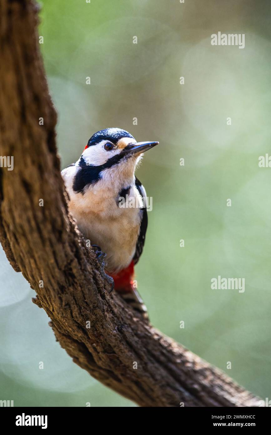 Male of Great Spotted Woodpecker, Dendrocopos major, bird in forest at winter sun Stock Photo